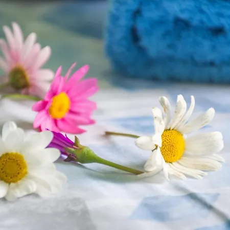 Celestina * ポルトフェッラーイオ